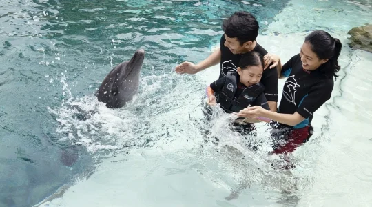 ドルフィンアイランド_ディスカバリー